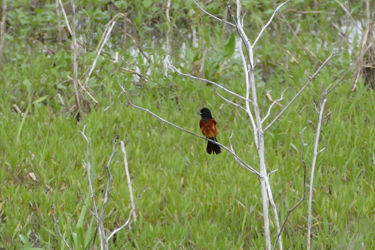 Orchard Oriole - ML159897071