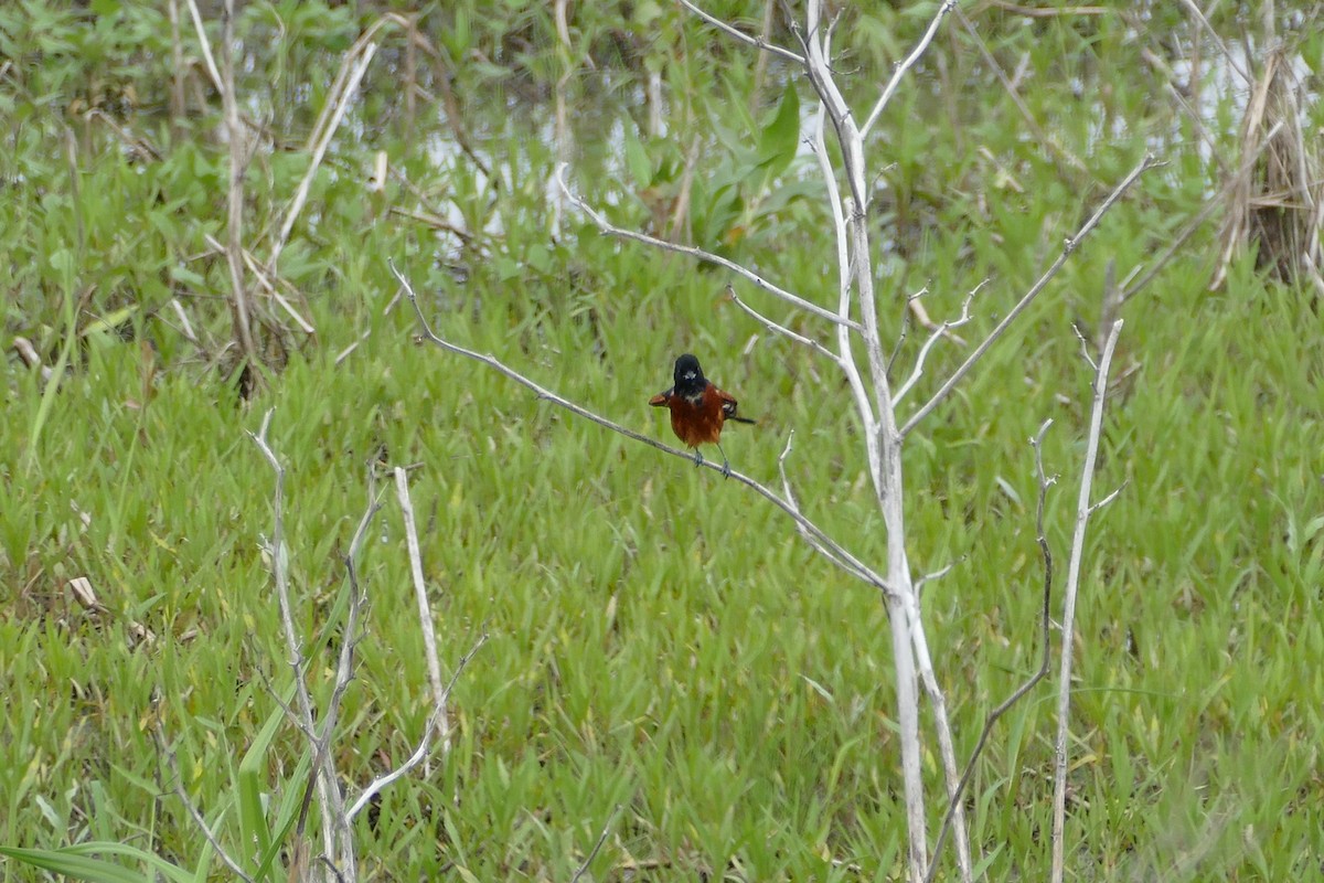 Orchard Oriole - ML159897091