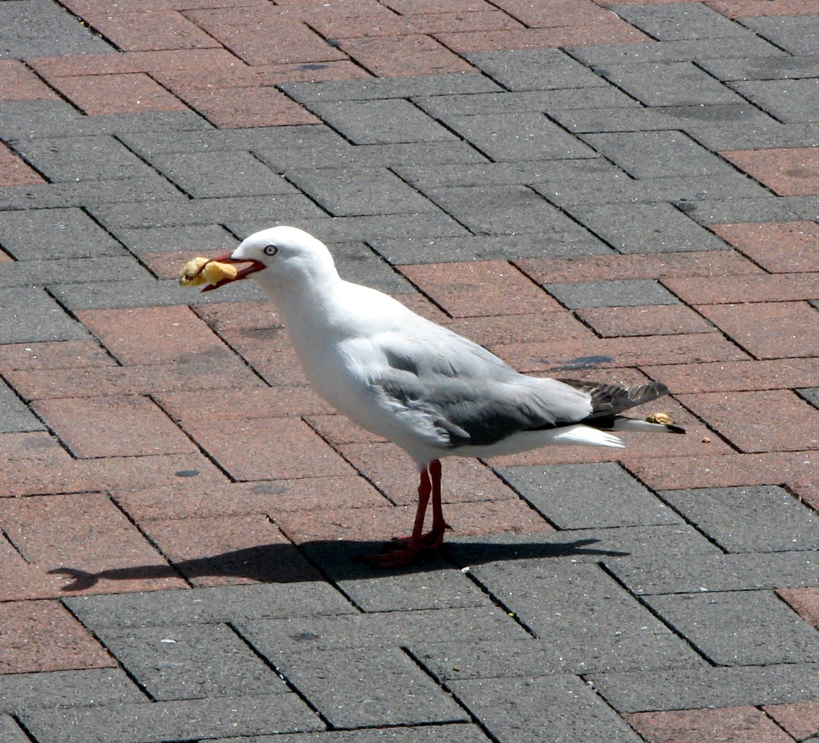 Silver Gull (Red-billed) - ML159897651