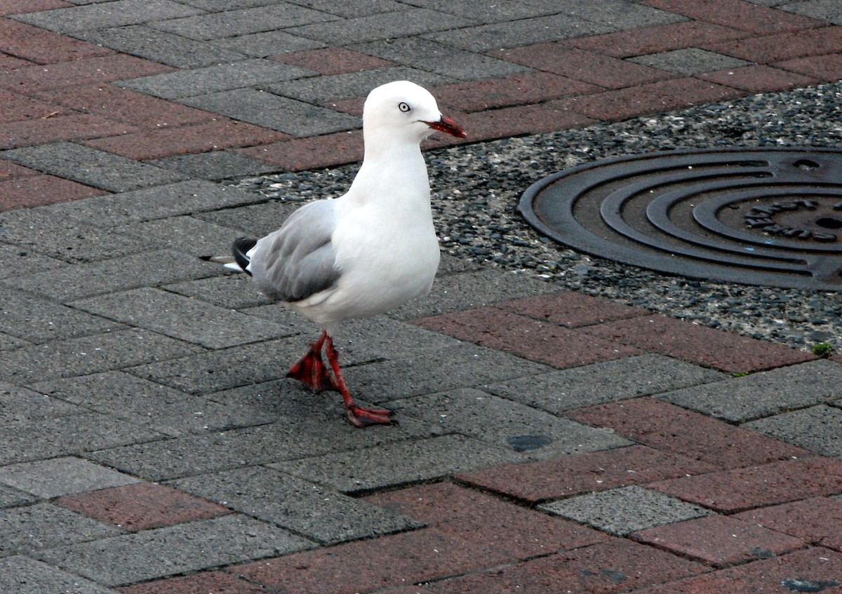 Silver Gull (Red-billed) - ML159897821