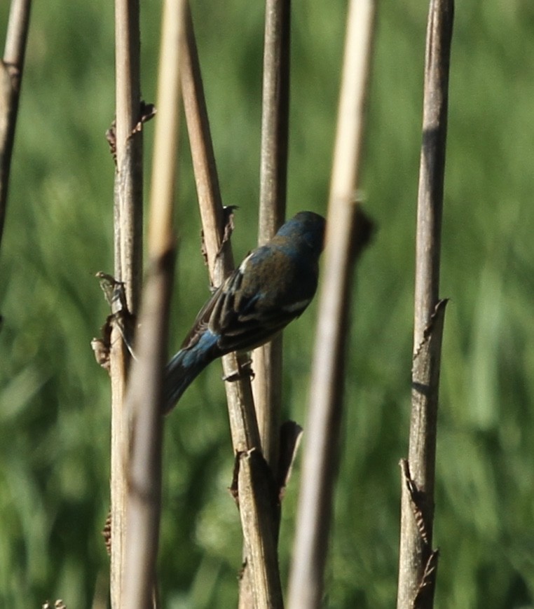 Lazuli Bunting - ML159898111