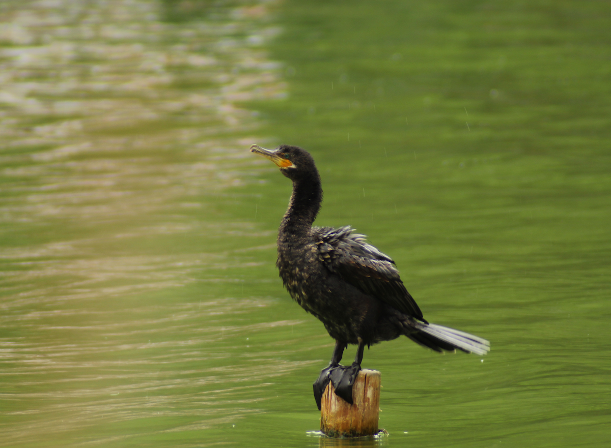 Cormoran vigua - ML159898661