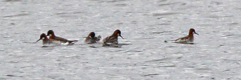 Red-necked Phalarope - ML159899591