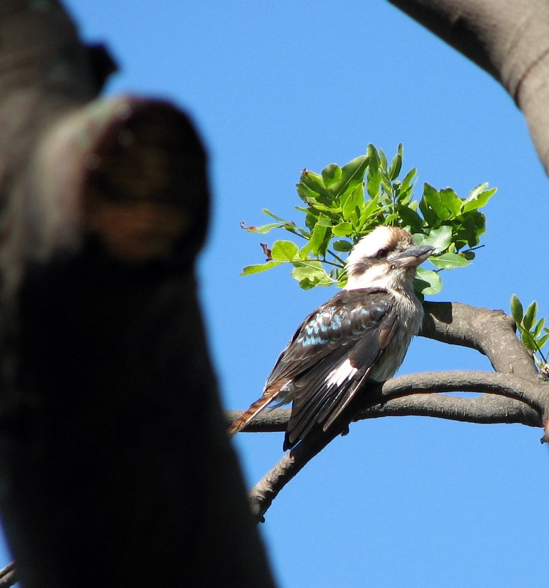 Laughing Kookaburra - ML159900591