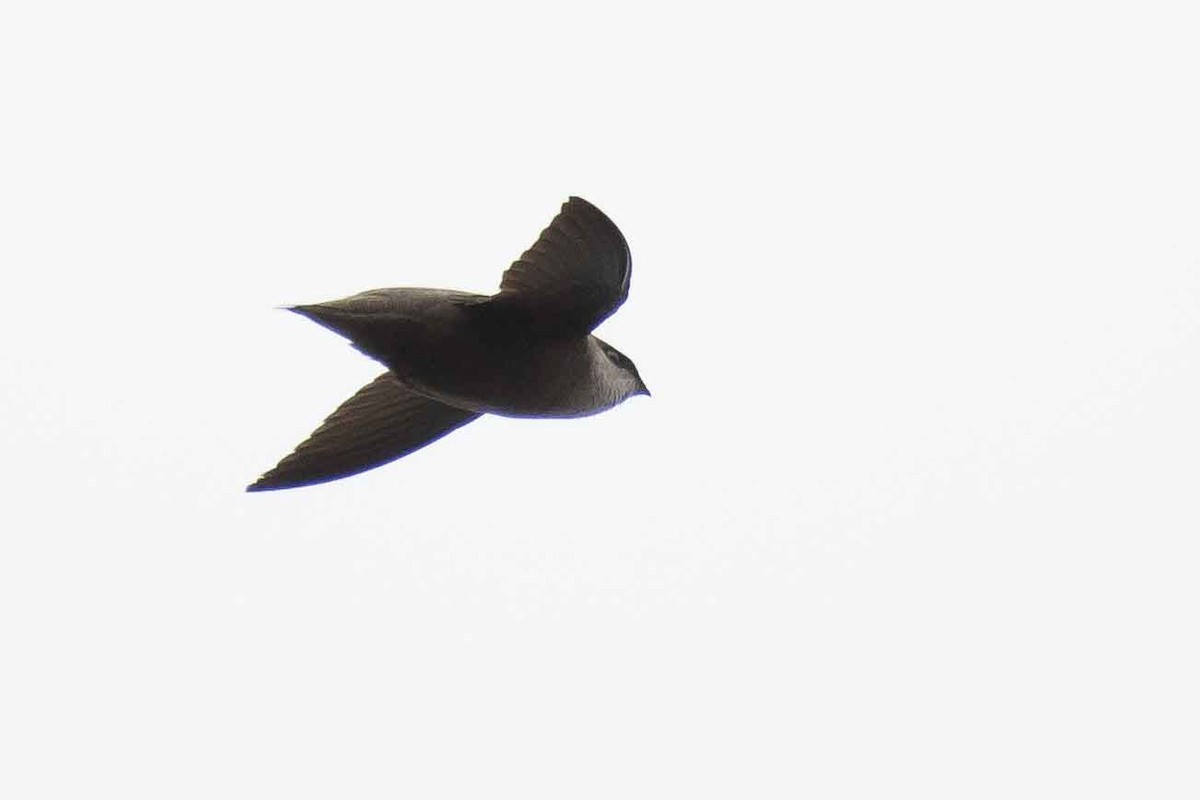 Chimney Swift - ML159901141