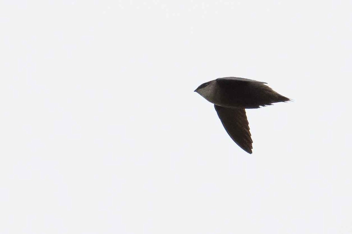 Chimney Swift - ML159901151