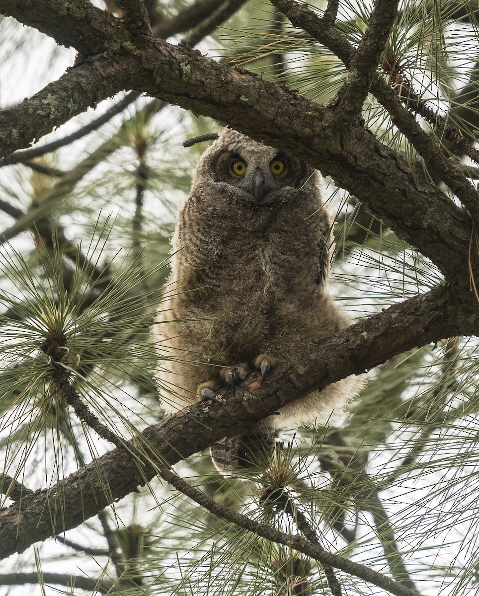 Great Horned Owl - Ian Routley