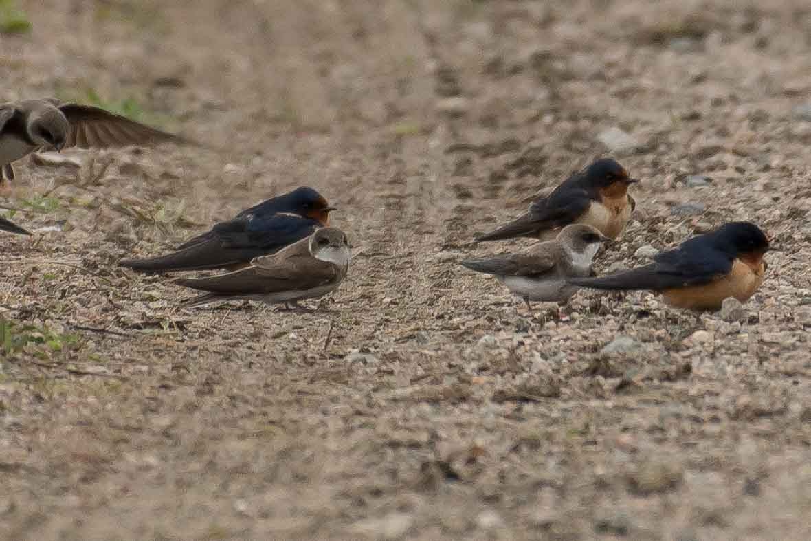 Bank Swallow - ML159902771