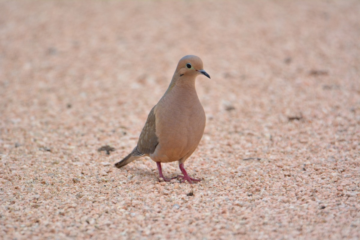 Mourning Dove - David Sweidel