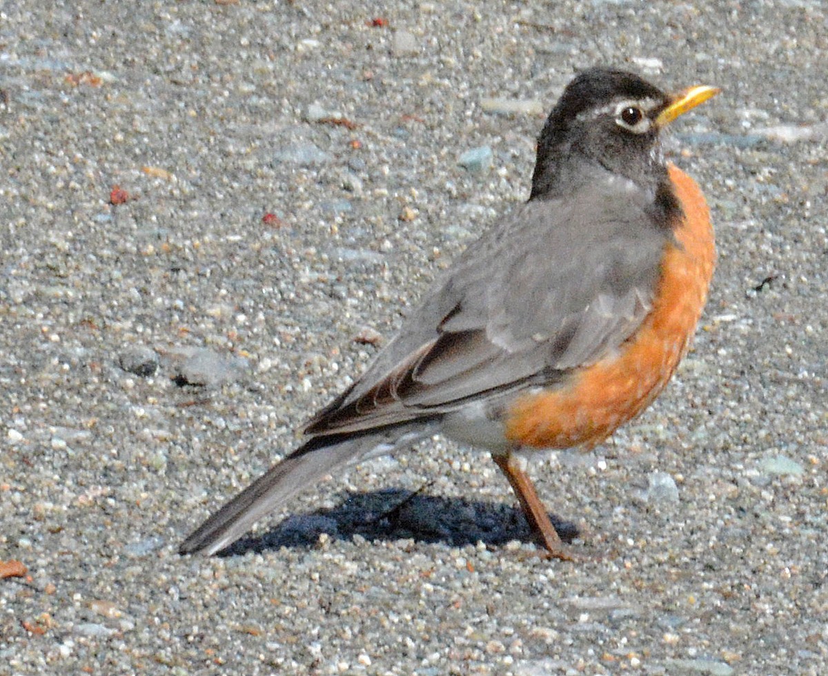 American Robin - ML159904121