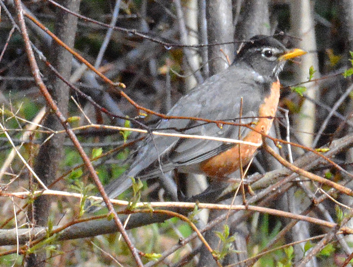 American Robin - ML159904131