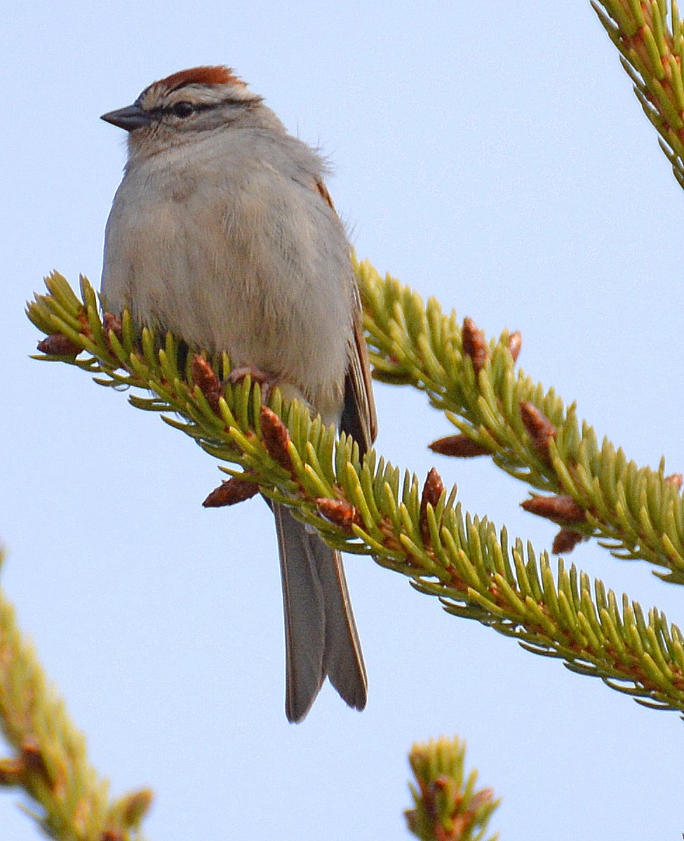Chipping Sparrow - ML159904241
