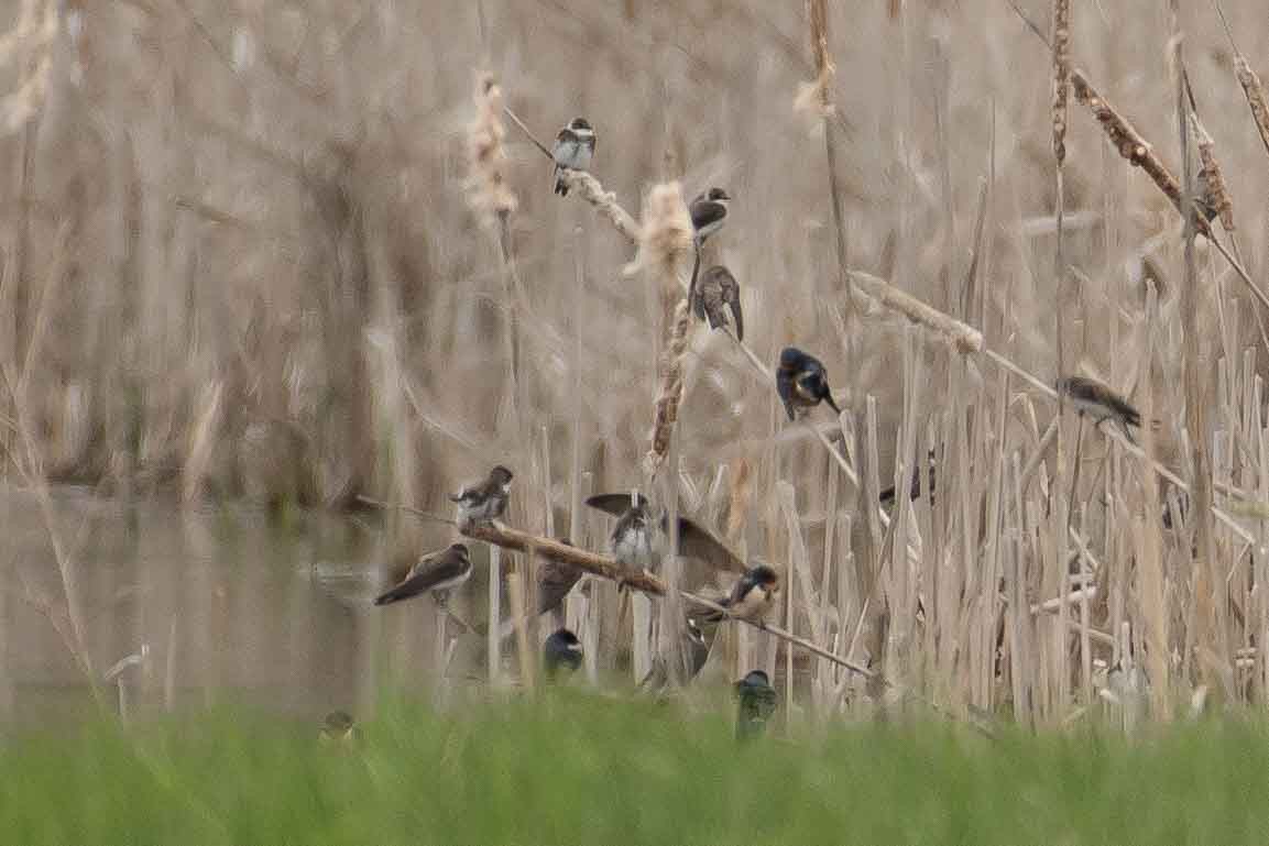 Bank Swallow - ML159904521