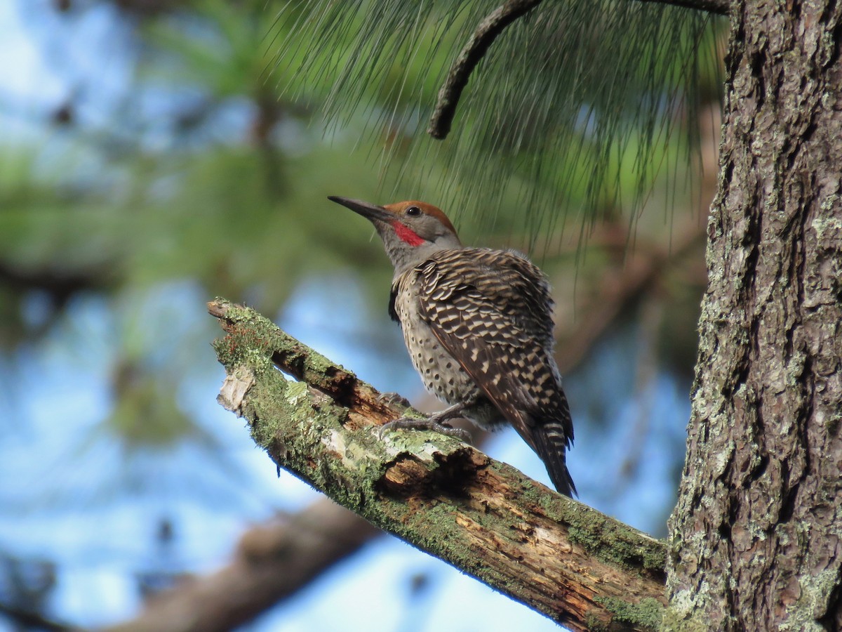 Carpintero Escapulario (mexicanoides) - ML159905111