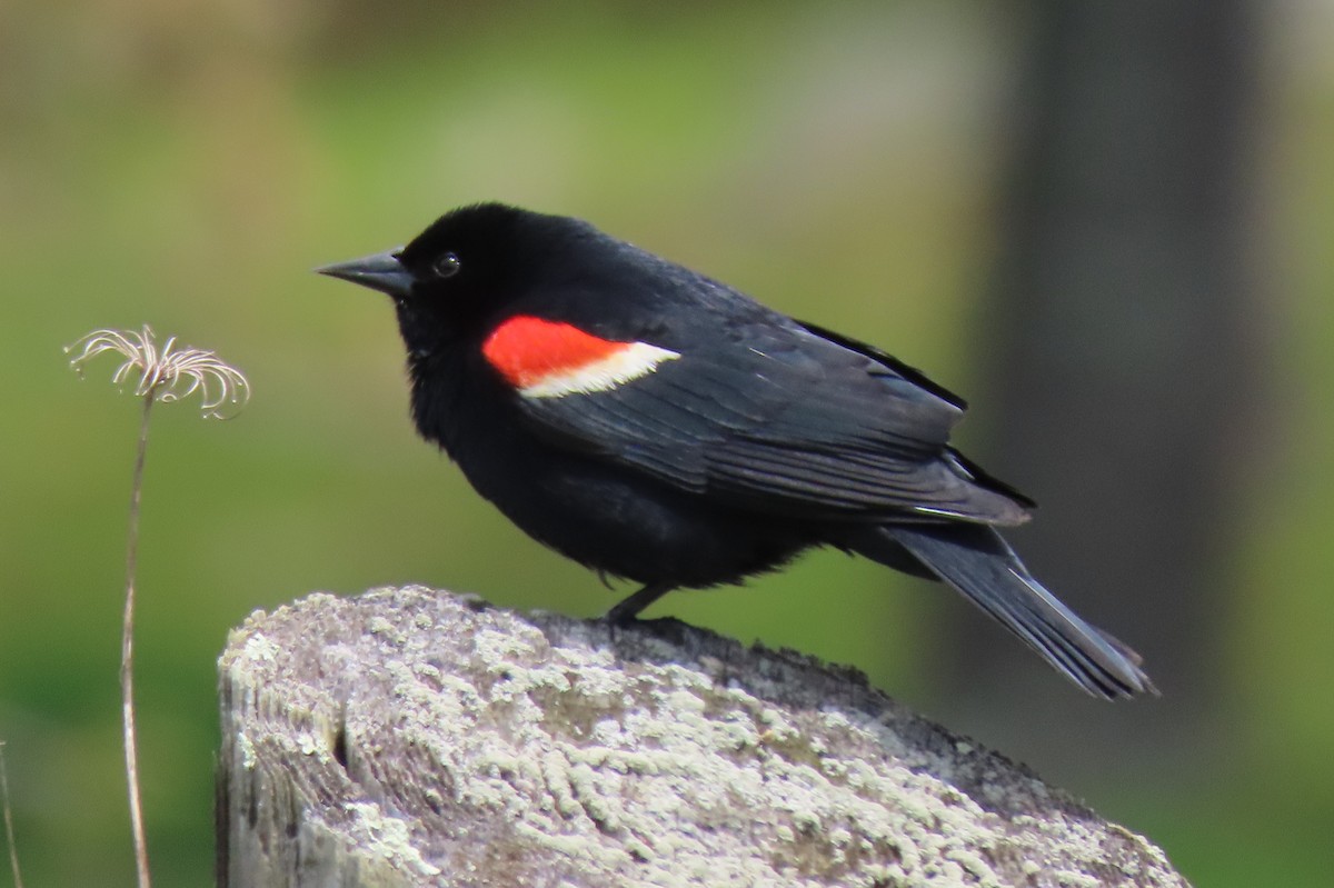 Red-winged Blackbird - ML159905991