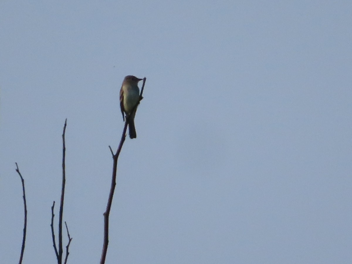 Willow Flycatcher - ML159906051