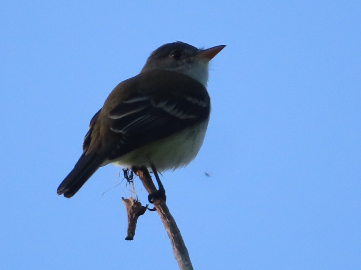 Willow Flycatcher - ML159906061