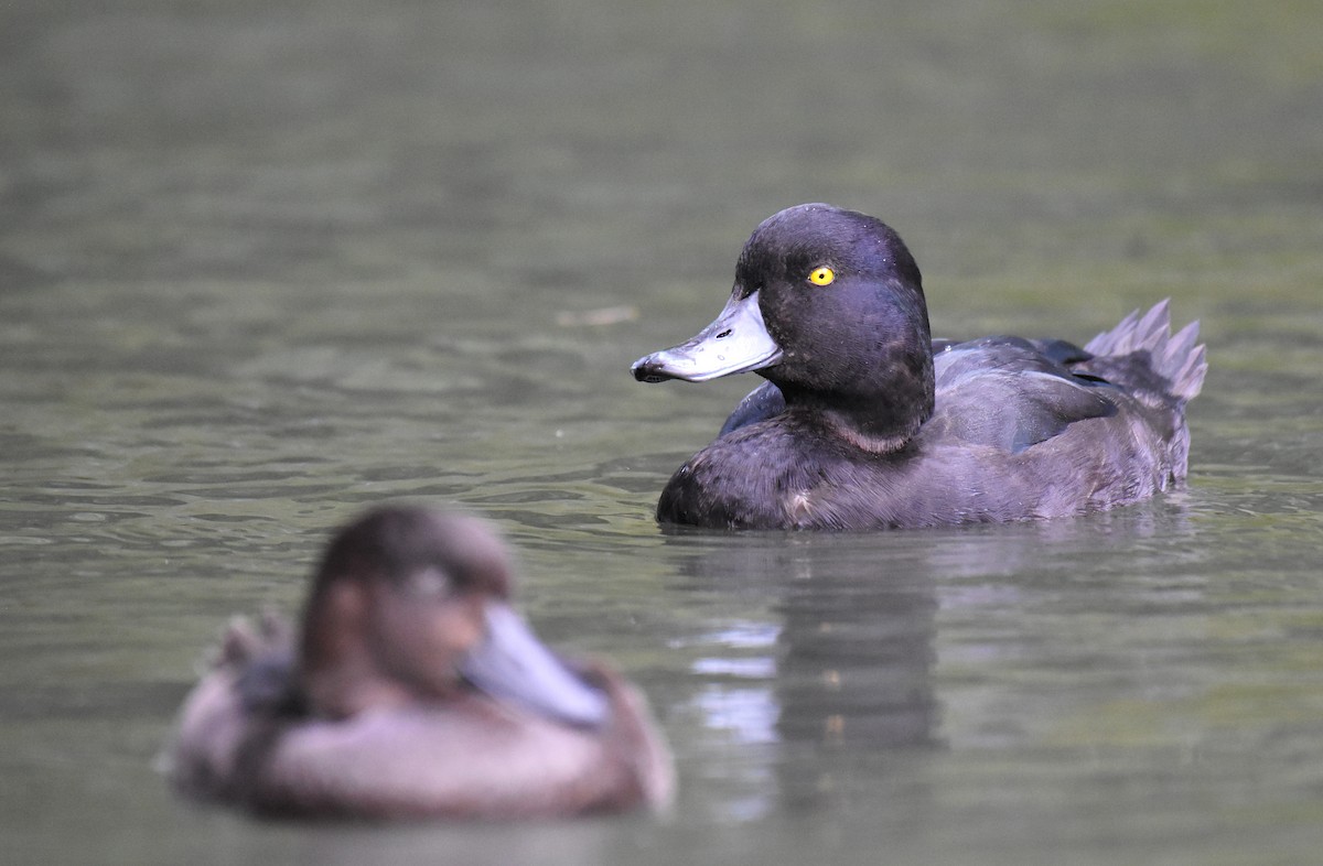 New Zealand Scaup - ML159907801