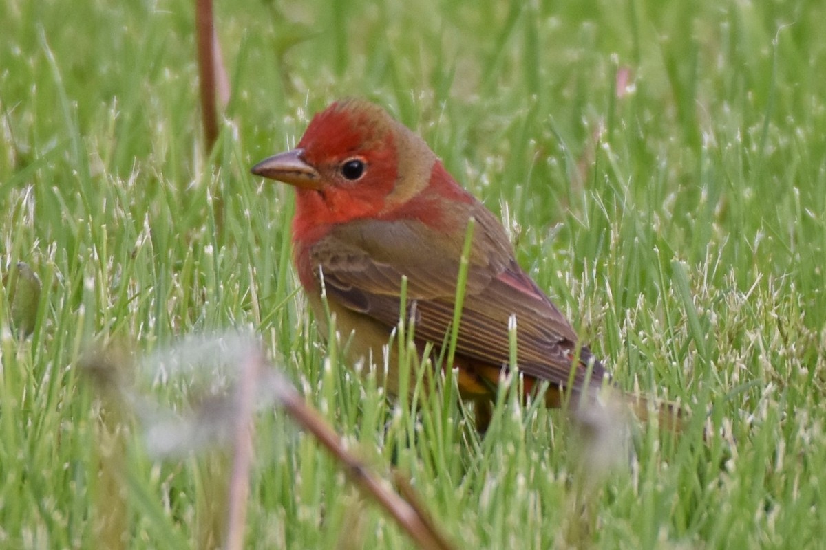 Summer Tanager - ML159908341