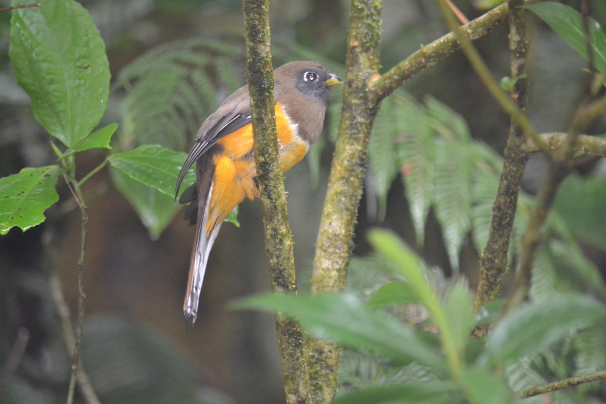 Trogon rosalba (aurantiiventris/underwoodi) - ML159908381