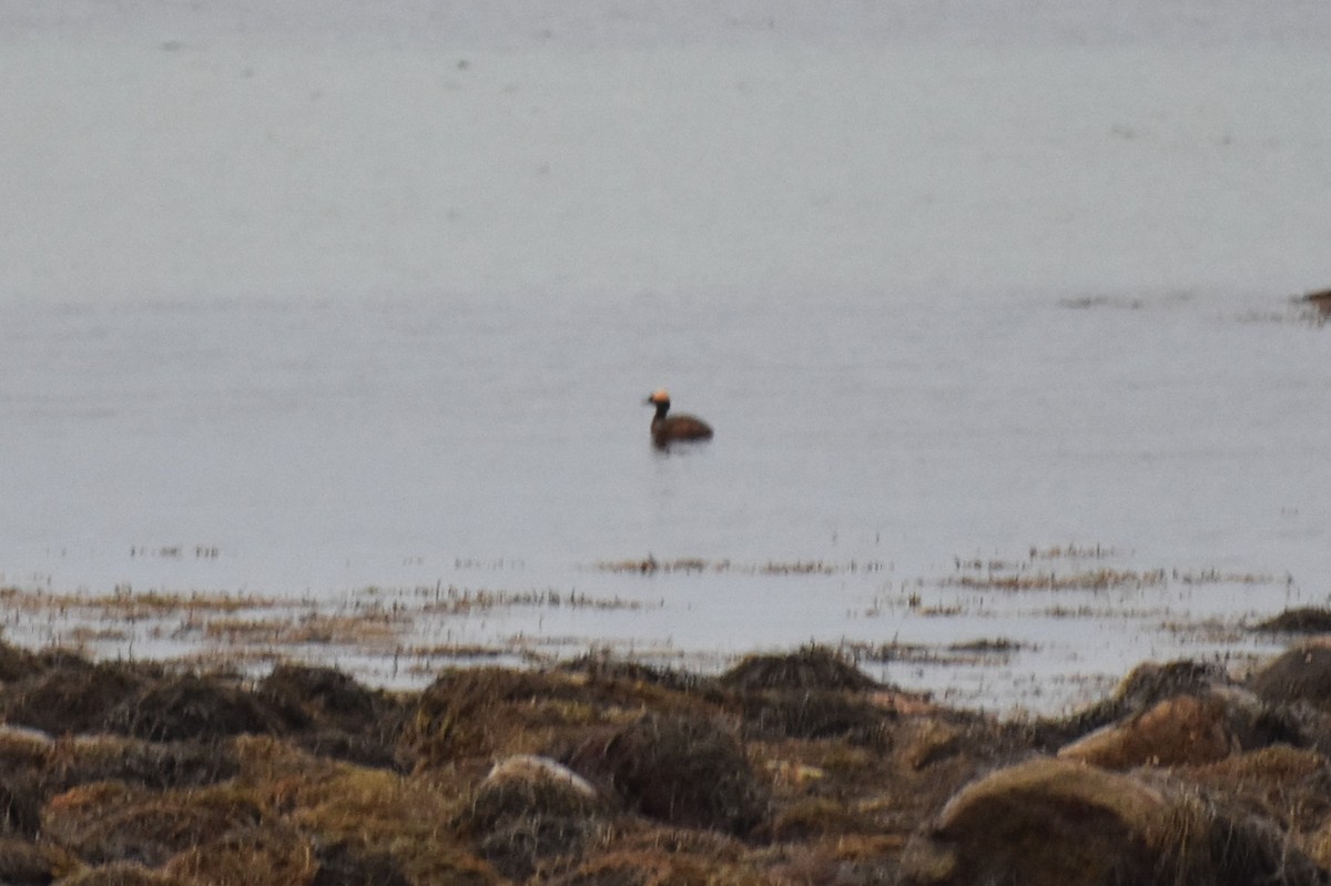 Horned Grebe - ML159908801