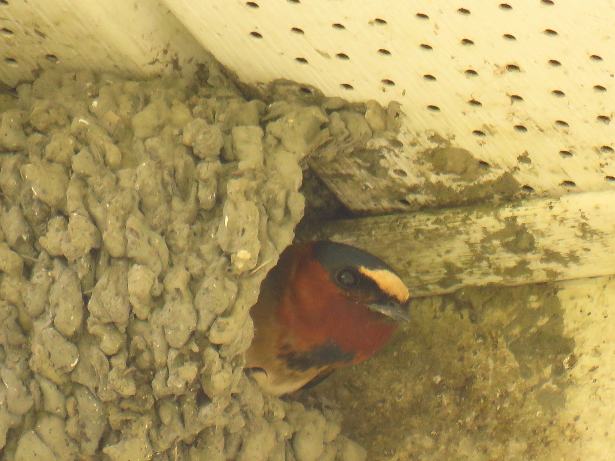 Cliff Swallow - ML159909231