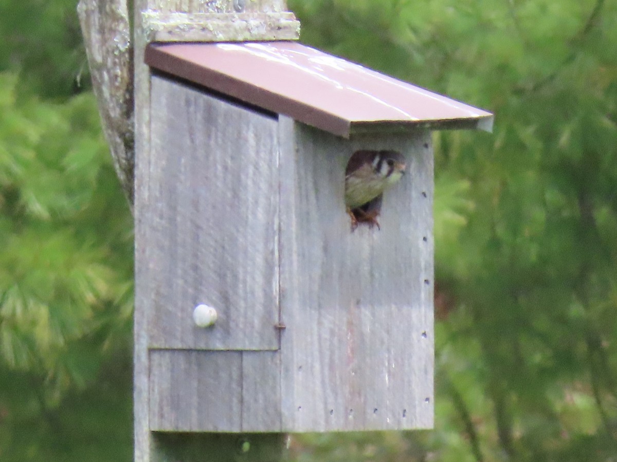 American Kestrel - ML159909271