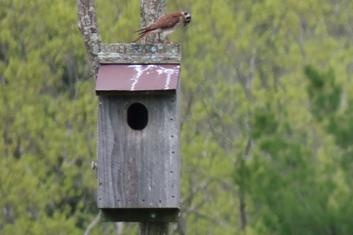 American Kestrel - ML159909281