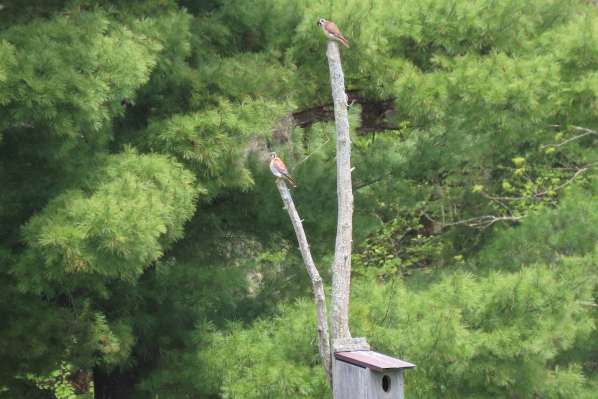 American Kestrel - ML159909301
