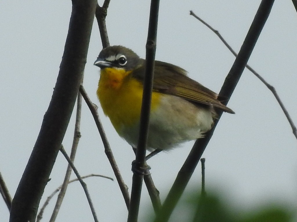 Yellow-breasted Chat - Bob Lane