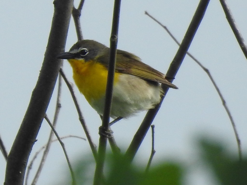 Yellow-breasted Chat - ML159909651