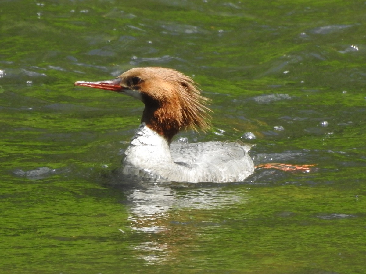 Common Merganser - ML159910081