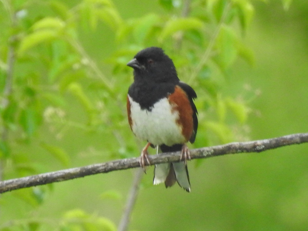 Eastern Towhee - ML159910271