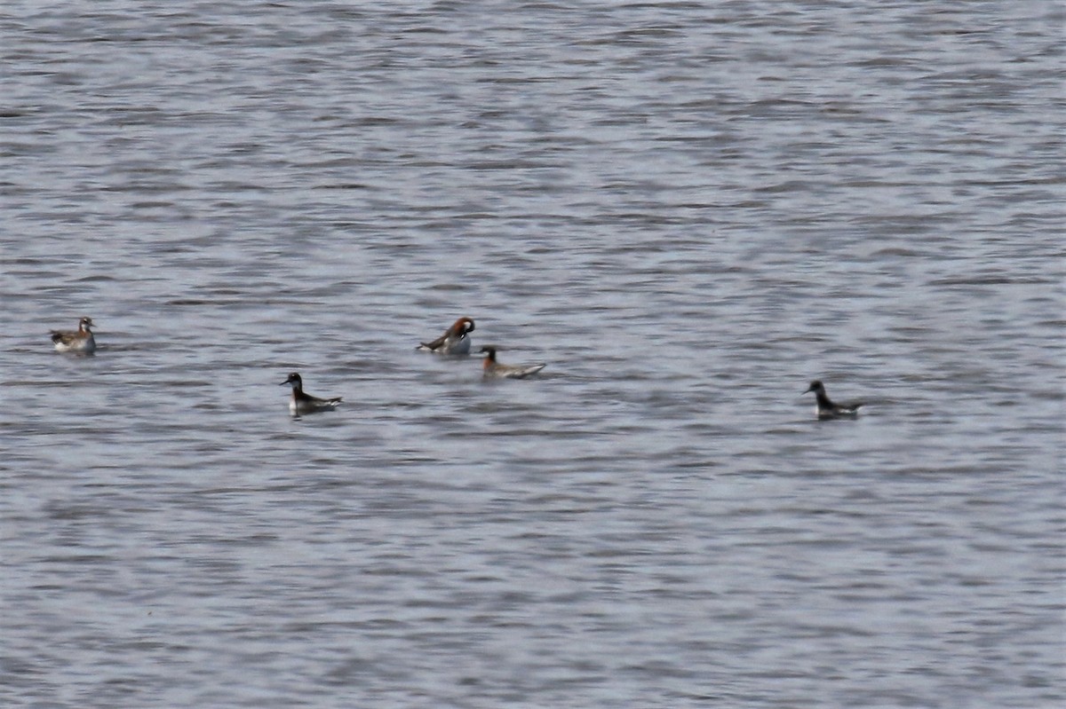 Red-necked Phalarope - ML159911201