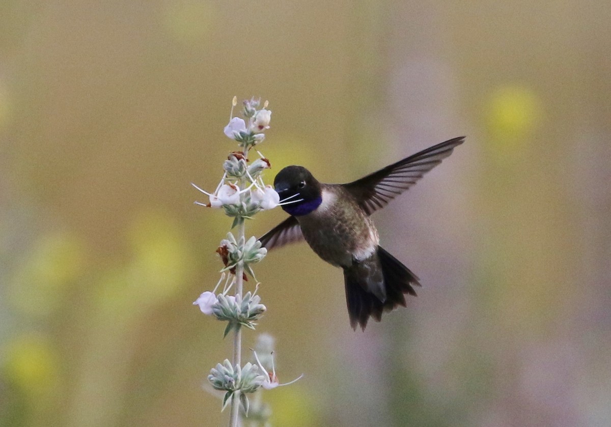 Colibri à gorge noire - ML159911661