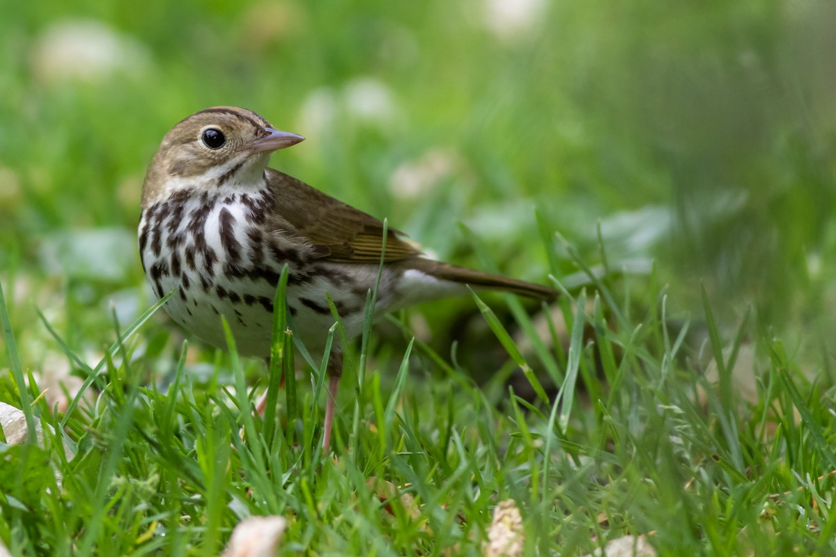 Paruline couronnée - ML159911921