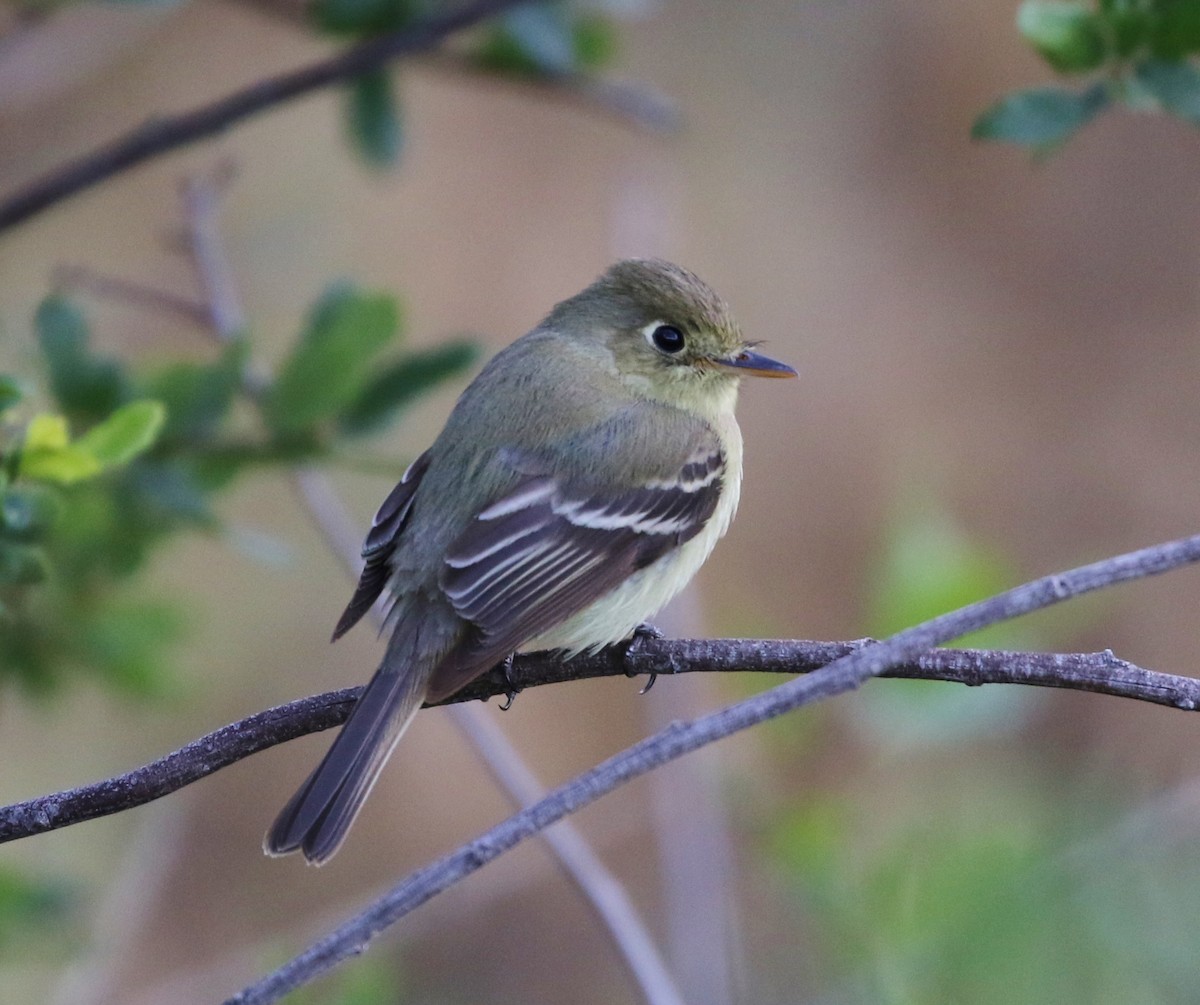 Western Flycatcher (Pacific-slope) - ML159911951