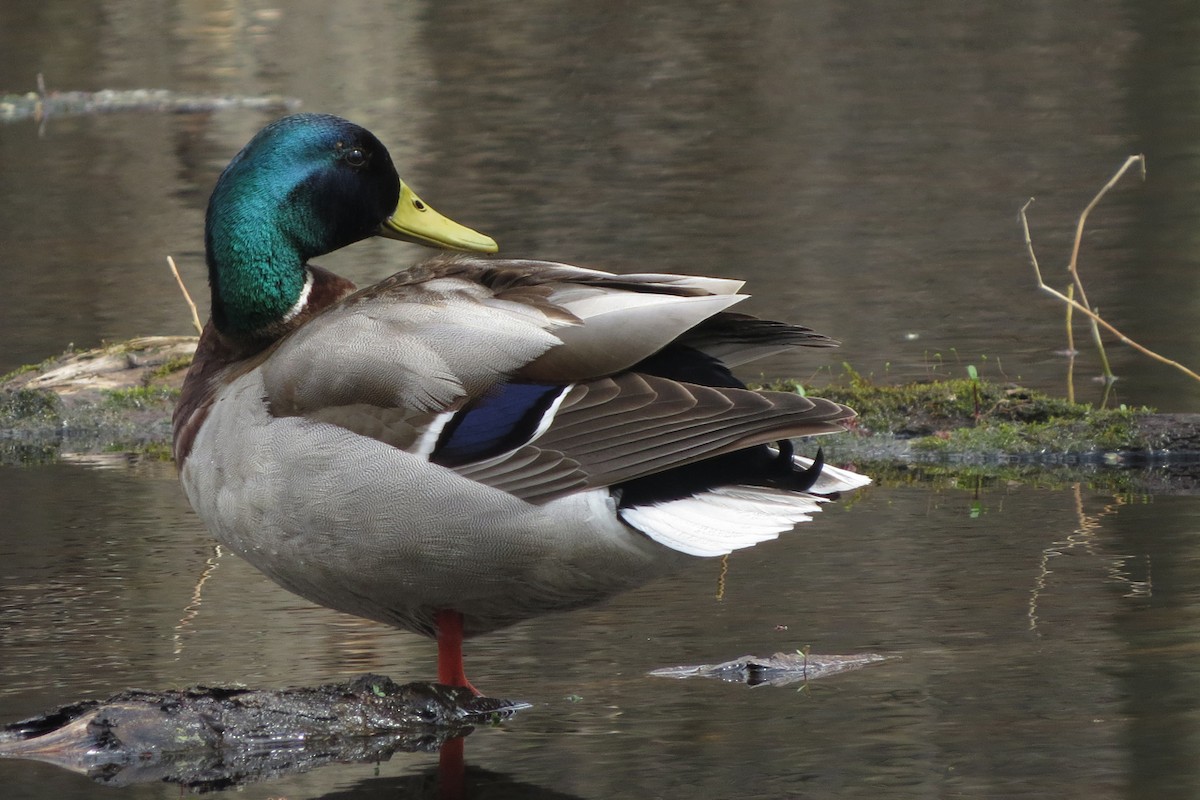 Canard colvert - ML159912321