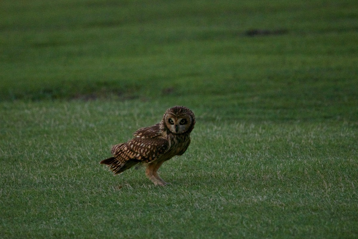 Short-eared Owl (Antillean) - ML159912571