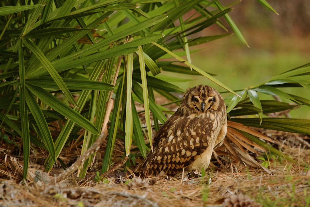 Short-eared Owl (Antillean) - ML159913301