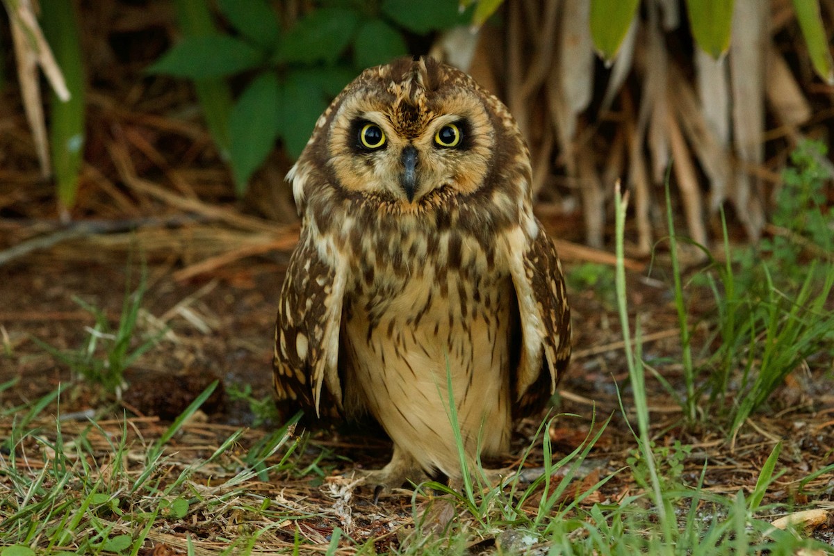 Short-eared Owl (Antillean) - ML159914231