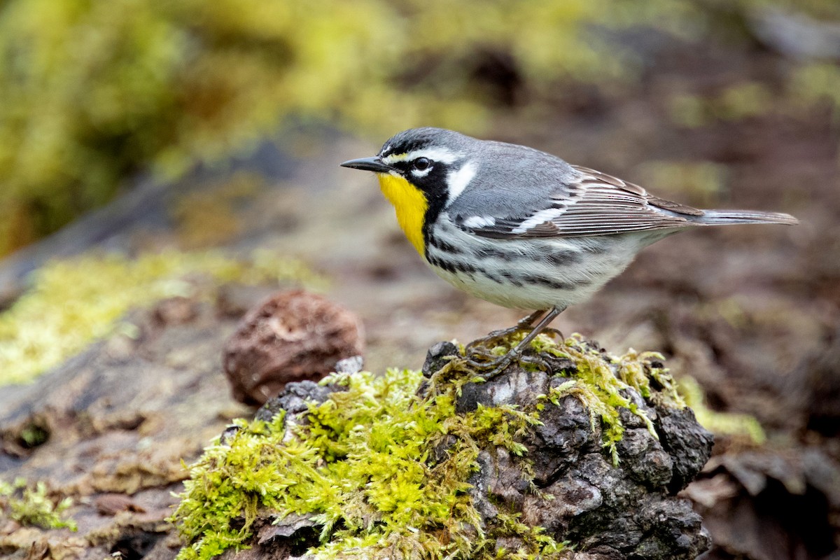 Yellow-throated Warbler - Tony Dvorak