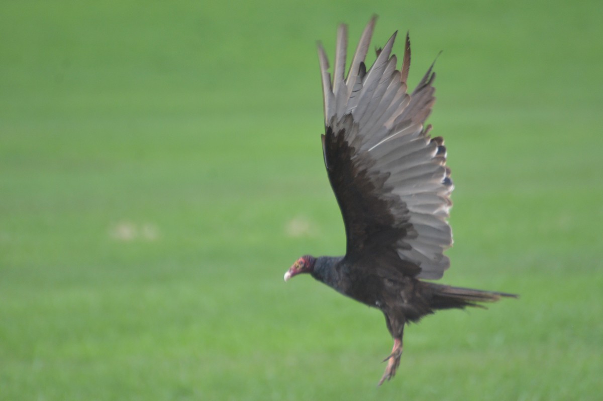 Turkey Vulture - ML159917701