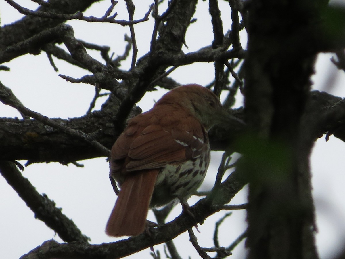 Brown Thrasher - Pat Sterbling