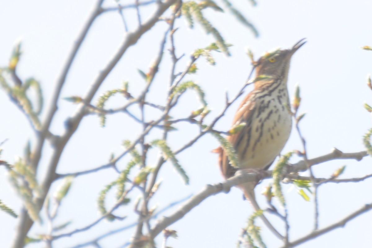 Brown Thrasher - ML159918401