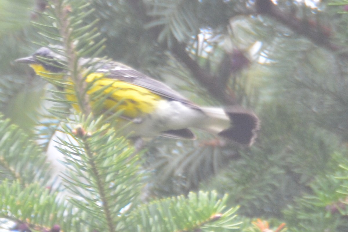 Magnolia Warbler - ML159919201