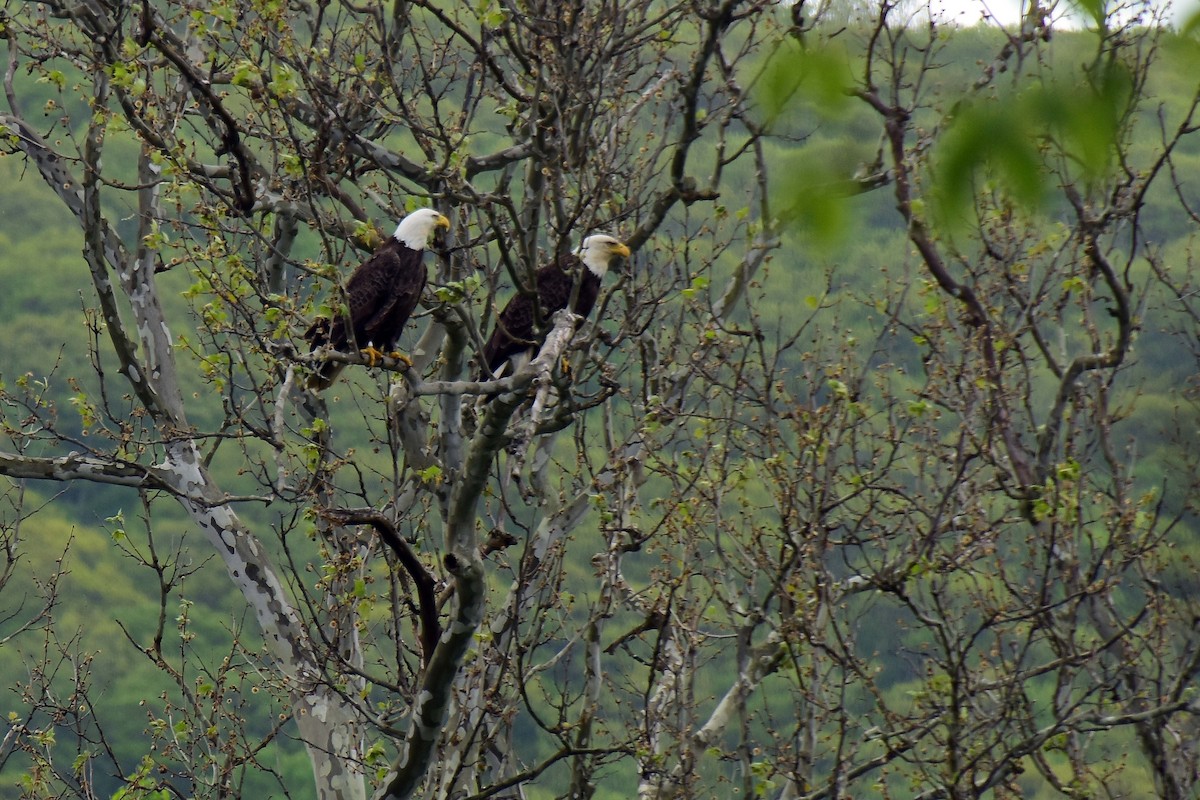 Bald Eagle - ML159922111