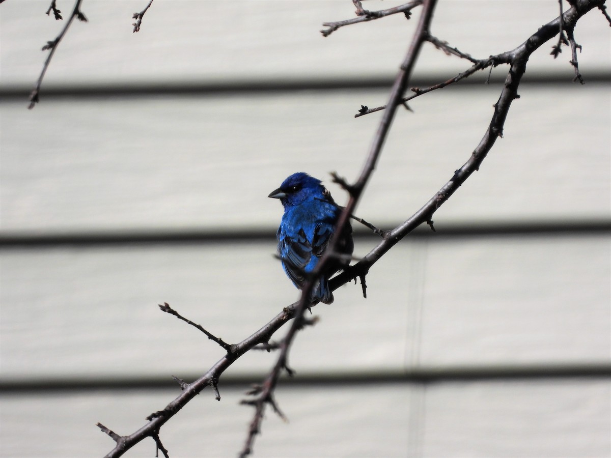 Indigo Bunting - Michael W. Sack