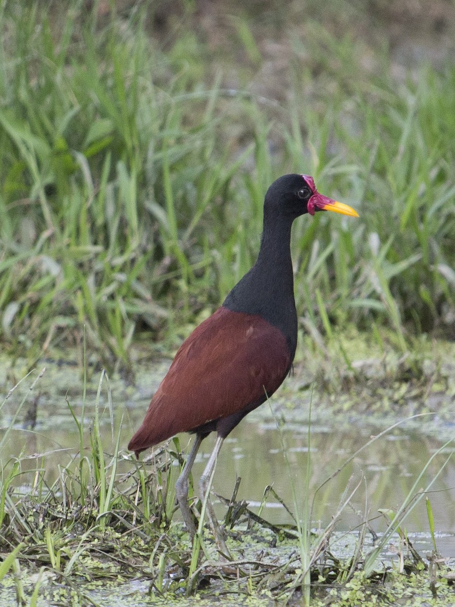 Wattled Jacana - ML159924881