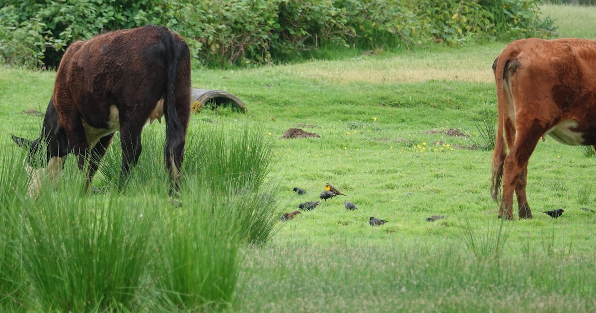 Yellow-headed Blackbird - Lonnie Somer